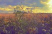 Clouds #33