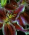Lilies of the (Boulder) Valley